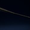 Jeholosaurus tail with its chevrons, side view of the 3D printable skeleton