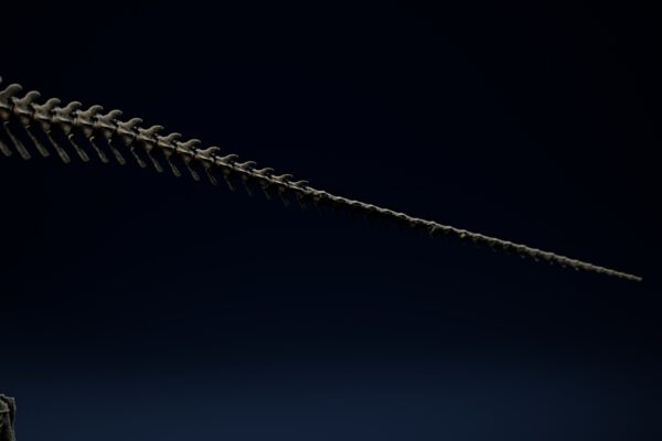 Jeholosaurus tail with its chevrons, side view of the 3D printable skeleton