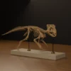 Three-quarter view of the Aquilops americanus skeleton 3D model in a walking pose