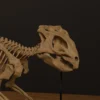 Close-up of the Aquilops skull in the 3D model, showing the rostral beak and large orbit