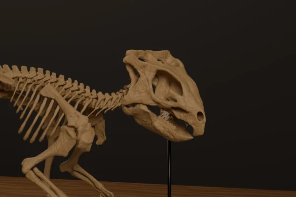Close-up of the Aquilops skull in the 3D model, showing the rostral beak and large orbit