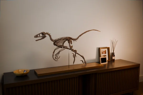 Bambiraptor skeleton 3D print displayed on a cabinet in a living room