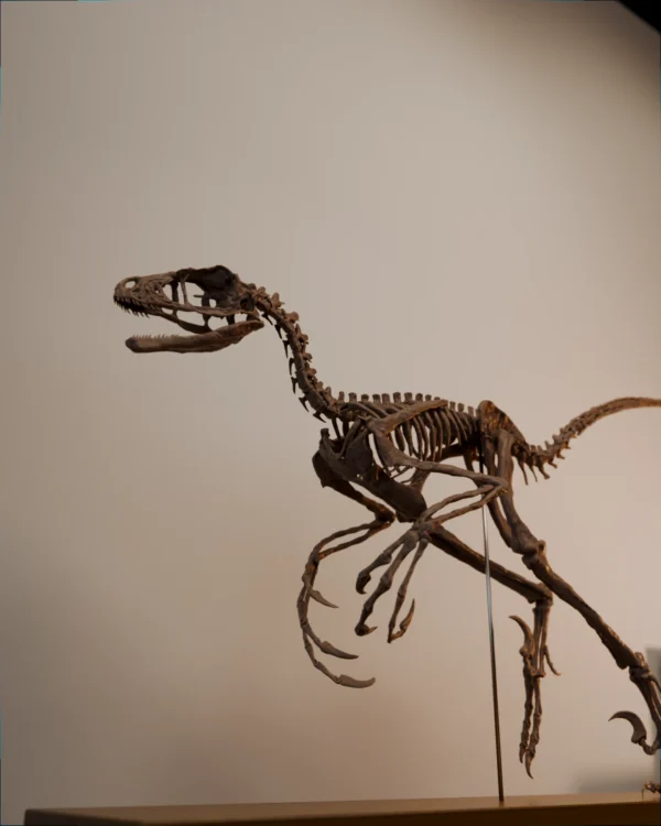 Bambiraptor skeleton STL seen from a low three-quarter angle