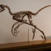 Life-size Bambiraptor dinosaur skeleton 3D print, three-quarter view