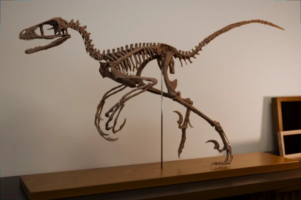 Life-size Bambiraptor dinosaur skeleton 3D print, three-quarter view
