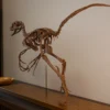 Bambiraptor skeleton on a cabinet beside a window