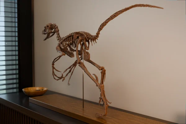 Bambiraptor skeleton on a cabinet beside a window
