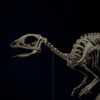 Jeholosaurus skull and neck, left side, on the 3D printable skeleton