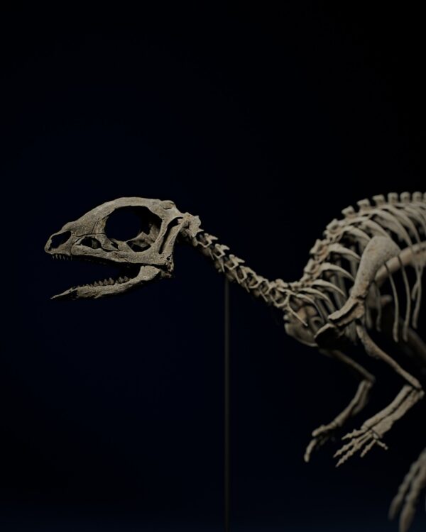 Jeholosaurus skull and neck, left side, on the 3D printable skeleton