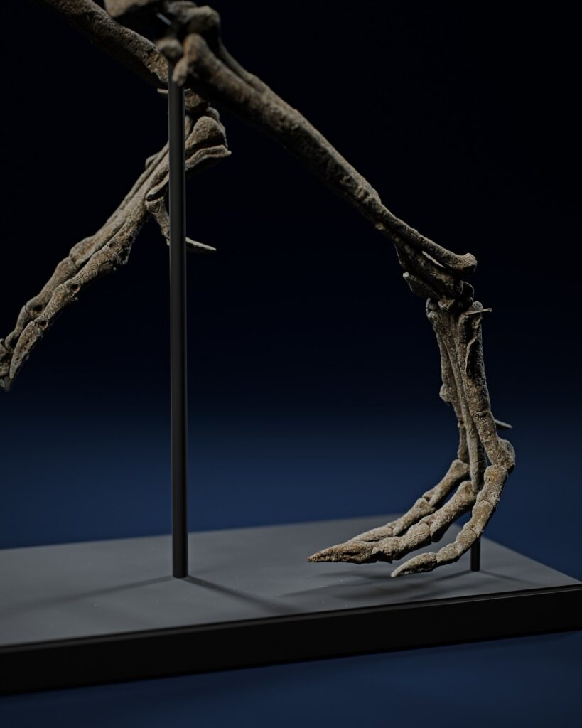 Left foot of the Jeholosaurus skeleton on its post, on the printed base