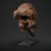 Pachycephalosaurus skull STL from the front, the dome ringed with knobs