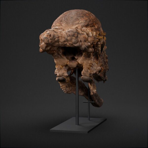 Pachycephalosaurus skull STL from the front, the dome ringed with knobs