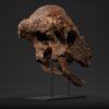 Pachycephalosaurus skull STL seen from low and in front, jaw open