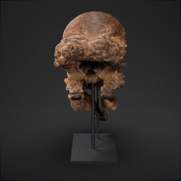 Pachycephalosaurus skull STL, frontal view with the mouth open