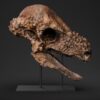 Pachycephalosaurus skull STL, life-size 3D printed dinosaur skull Jared, left side view on its stand