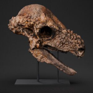 Pachycephalosaurus skull STL, life-size 3D printed dinosaur skull Jared, left side view on its stand