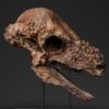 Pachycephalosaurus skull STL, close lateral view of the printed skull