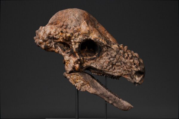 Pachycephalosaurus skull STL, close lateral view of the printed skull