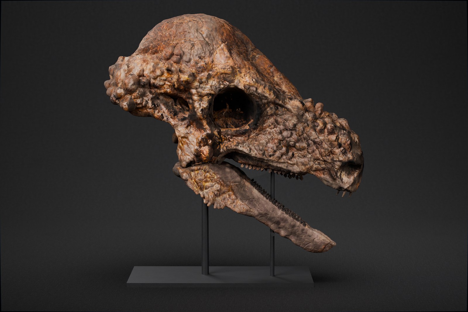 Pachycephalosaurus skull STL, life-size 3D printed dinosaur skull Jared, left side view on its stand