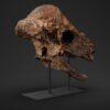 Pachycephalosaurus skull STL, three-quarter view of the dome and orbit