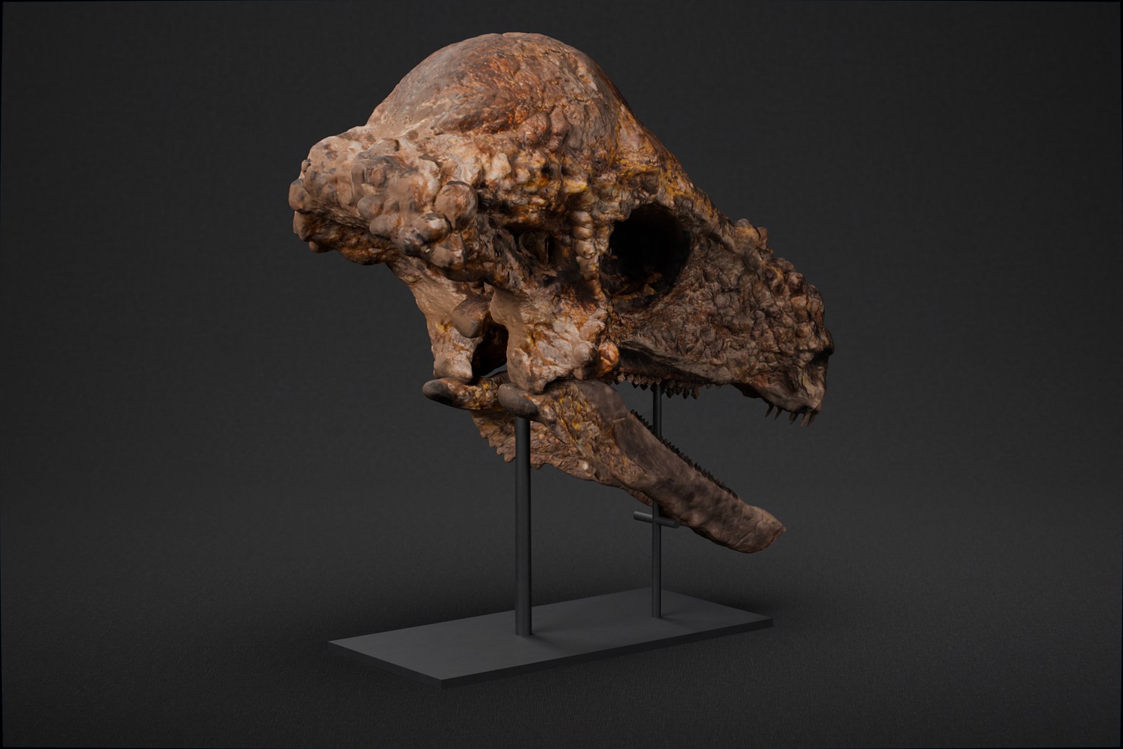 Pachycephalosaurus skull STL, three-quarter view of the dome and orbit