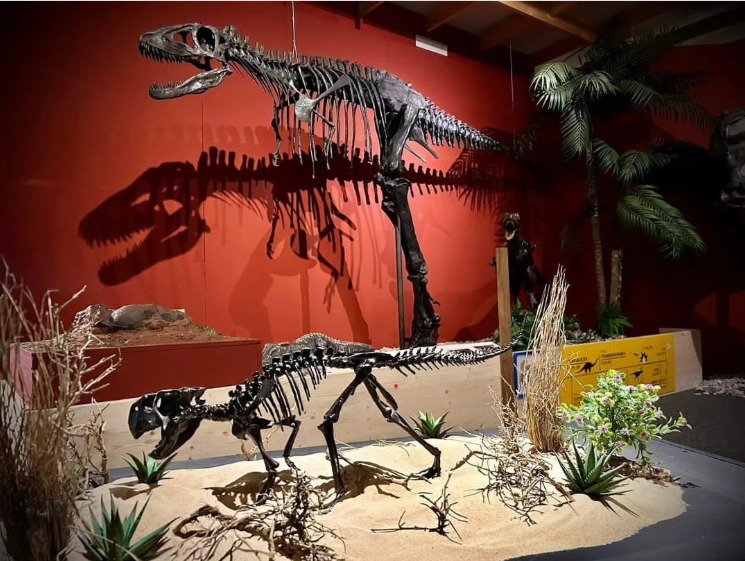 Psittacosaurus skeleton replica on display at Sauriermuseum Bellach, Switzerland