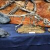 Psittacosaurus skeleton replica on display at the Middle Tennessee Museum of Natural History