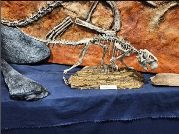 Psittacosaurus skeleton replica on display at the Middle Tennessee Museum of Natural History