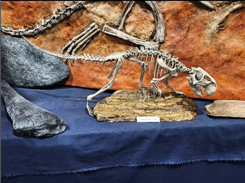 Psittacosaurus skeleton replica on display at the Middle Tennessee Museum of Natural History
