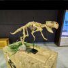Psittacosaurus skeleton 3D printed by DinoLab, nicknamed Taco, on a display mount