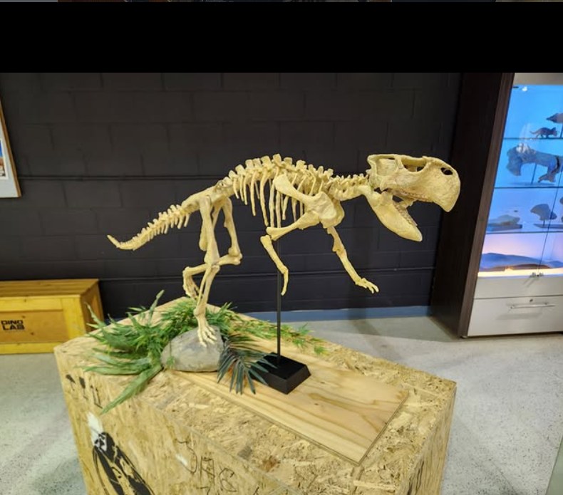 Psittacosaurus skeleton 3D printed by DinoLab, nicknamed Taco, on a display mount
