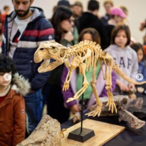 3D printed Psittacosaurus skeleton on display at a public palaeontology event