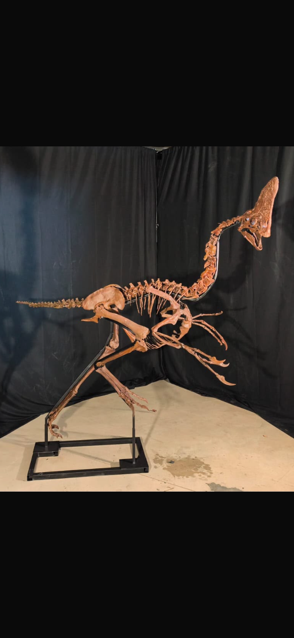 Life-size caenagnathid skeleton Spike, printed and mounted on an external steel frame by Theropodia