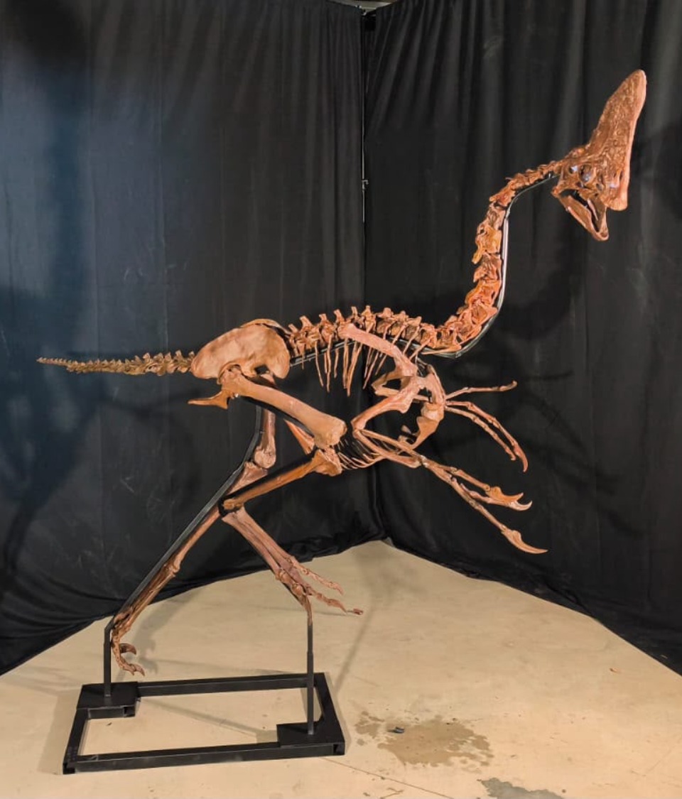 Life-size caenagnathid skeleton replica Spike by Nova Studios, mounted on a steel frame