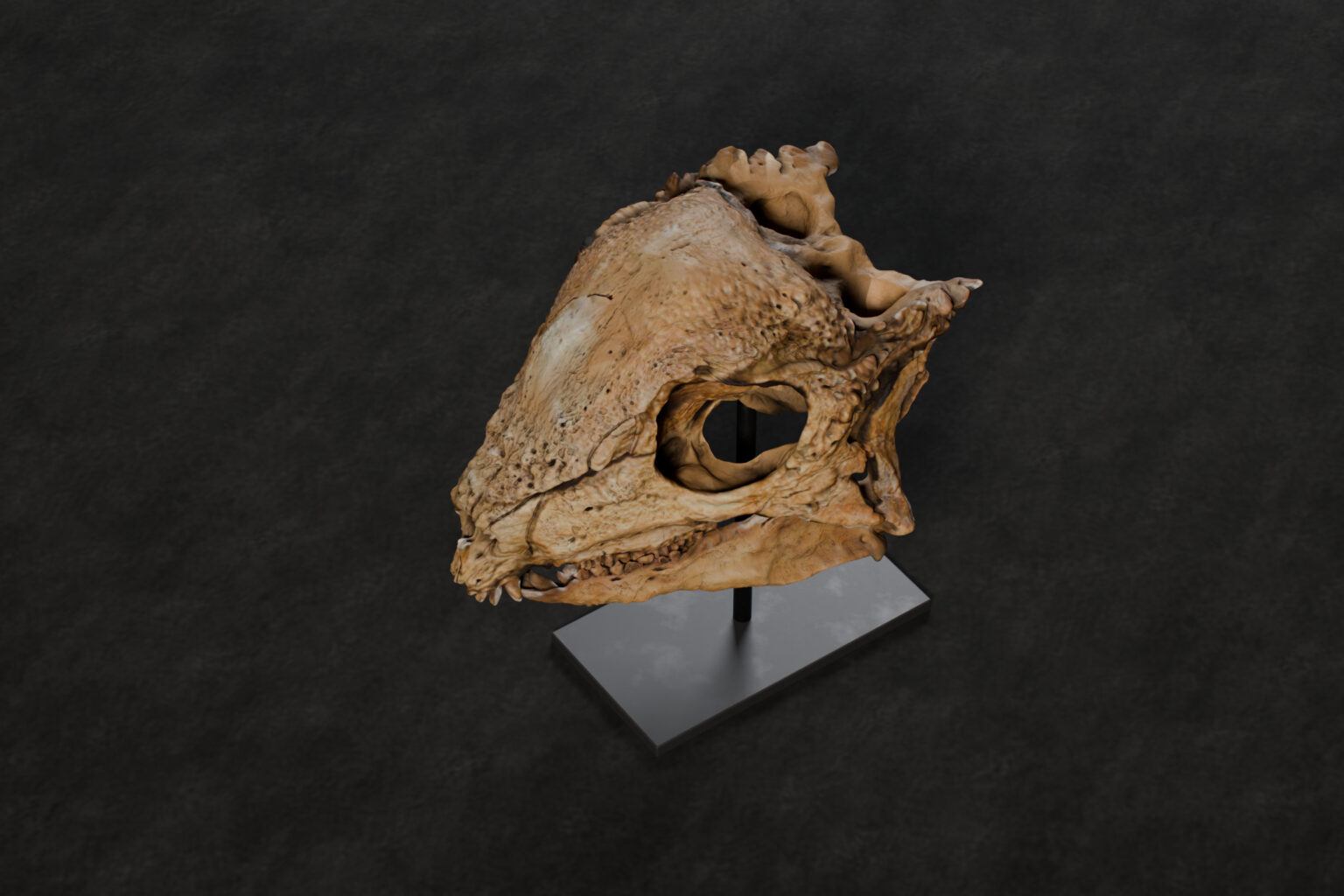 Zavacephale rinpoche skull STL seen from above, the dome and its surface texture