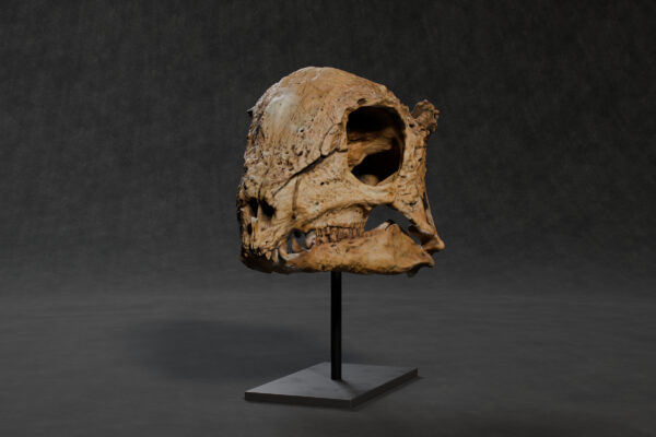 Zavacephale rinpoche skull STL, low front view showing the teeth, the orbit and the lower jaw