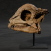 Zavacephale rinpoche skull STL, life-size 3D printable dinosaur skull, left side view on a single-rod stand