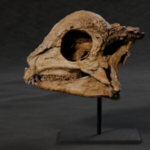 Zavacephale rinpoche skull STL, life-size 3D printable dinosaur skull, left side view on a single-rod stand