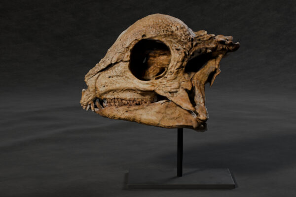 Zavacephale rinpoche skull STL, life-size 3D printable dinosaur skull, left side view on a single-rod stand