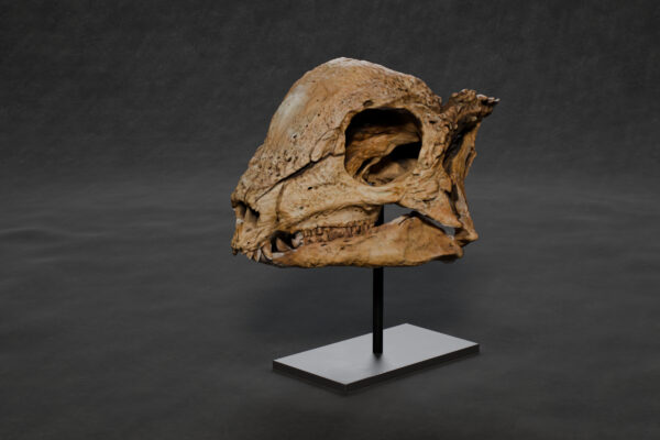 Zavacephale rinpoche skull STL, three-quarter front view showing the dome and the orbit