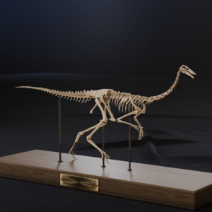 Gallimimus bullatus skeleton 3D print on an oak base with brass plaque
