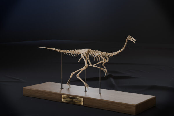 Gallimimus bullatus skeleton 3D print on an oak base with brass plaque