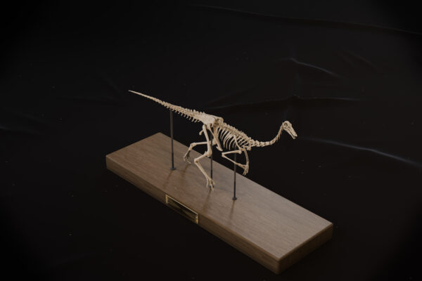Gallimimus skeleton three-quarter view from the front