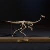 Gallimimus skeleton side view, full length on its display base