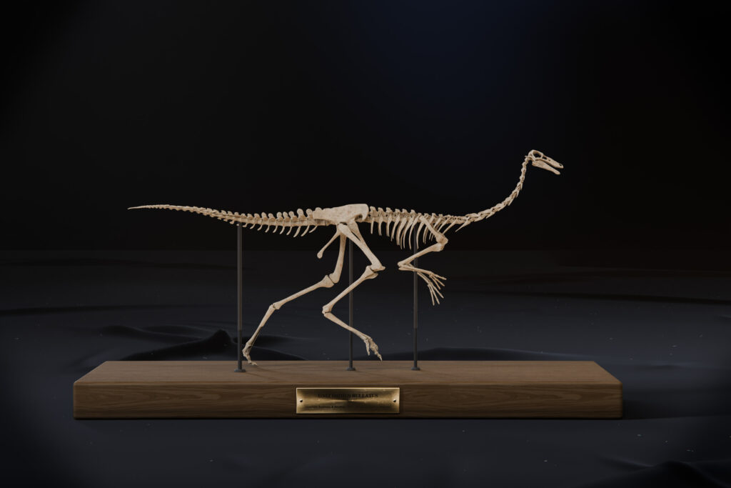Gallimimus skeleton STL side view, full length on its display base