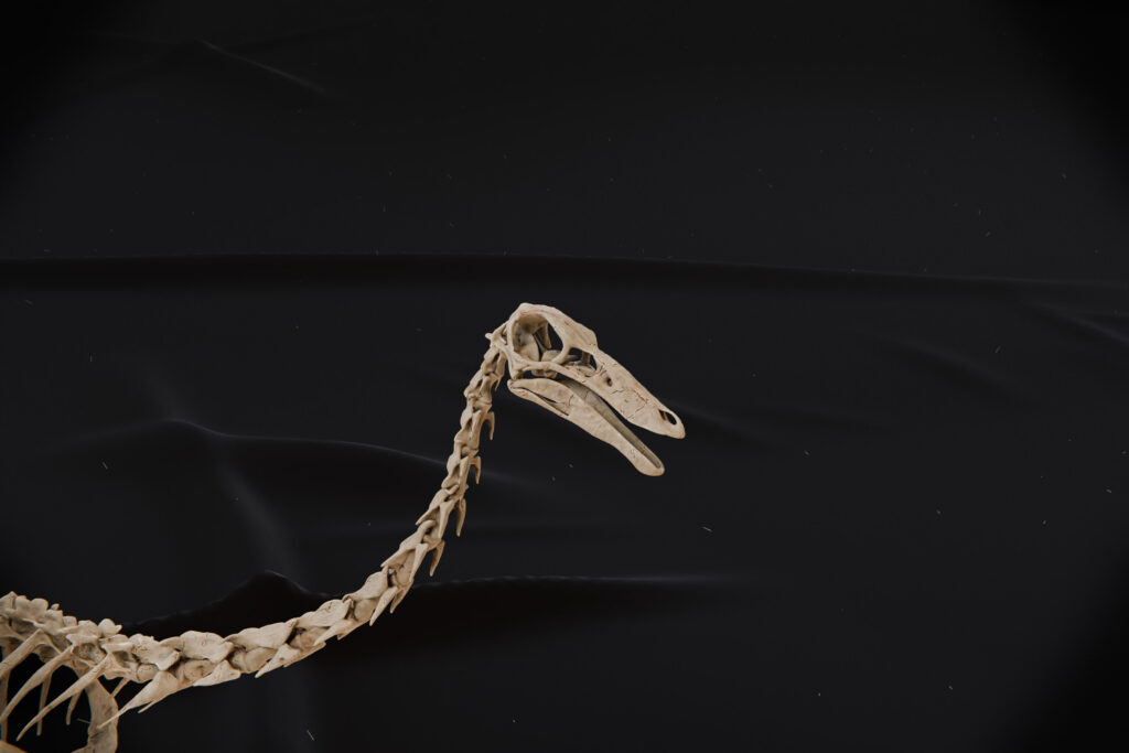 Gallimimus skeleton STL skull close-up with the toothless beak and fossil cracks