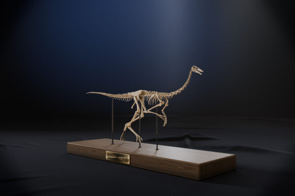 Gallimimus skeleton low angle with blue backlight