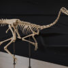 Gallimimus ribcage and short arms, close-up of the printed bones