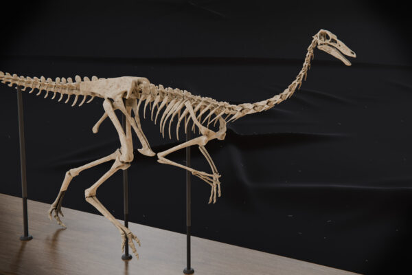 Gallimimus ribcage and short arms, close-up of the printed bones