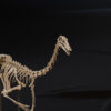 Gallimimus skull and long neck seen from the front